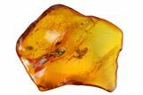 Large, Detailed Fossil Fly (Diptera) in Baltic Amber #145396-1